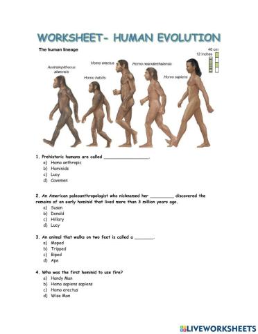 Human evolution