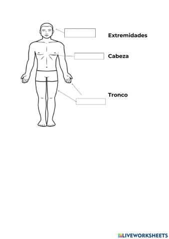 Partes del cuerpo