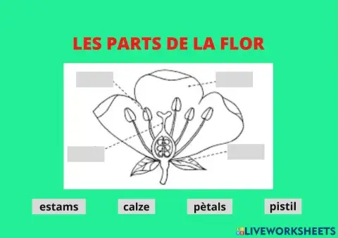 Les parts de la flor
