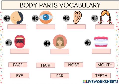 BODY PARTS Face Vocabulary