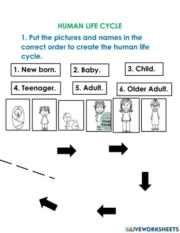Human life cycle