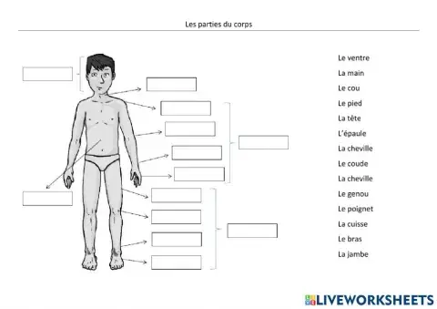 Les parties du corps