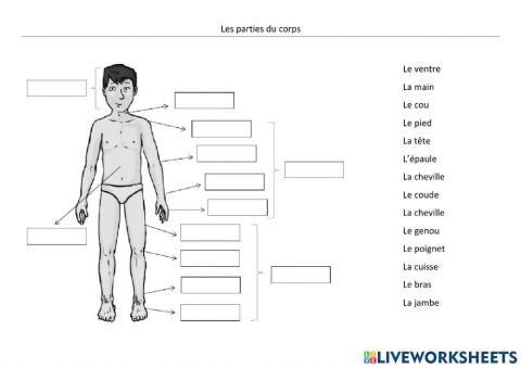 Les parties du corps