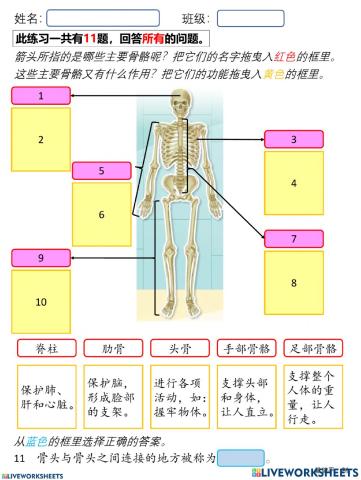 人类的骨骼系统