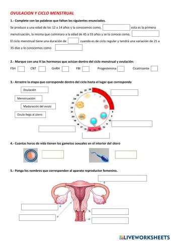 Ovulación y ciclo menstrual