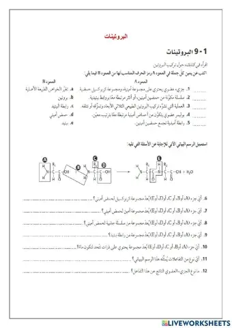 البروتينات