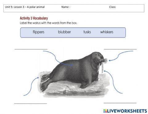 Unit 9 lesson 3 A polar animal