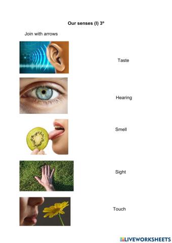 Our senses 3º
