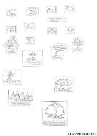 La flora e fauna della montagna