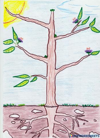 PLANTS - IDENTIFY PARTS