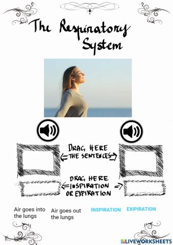 The human respiratory system