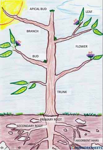 PLANTS - MATCH PARTS AND FUNCTIONS