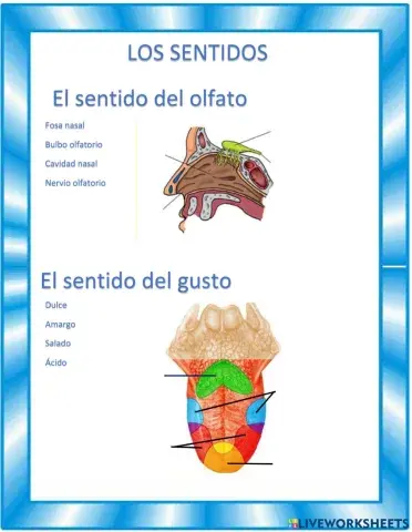 Olfato, gusto y tacto