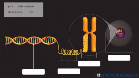 Cells - Chromosomes - DNA
