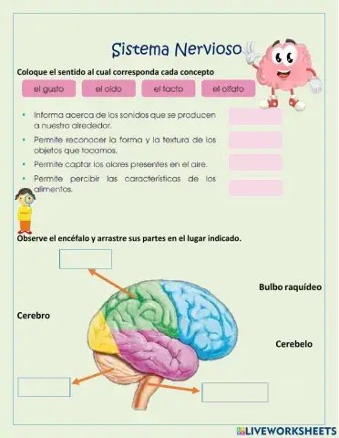 El Sistema Nervioso