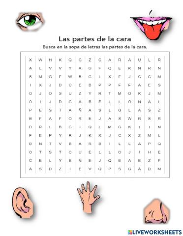 Partes de la cara