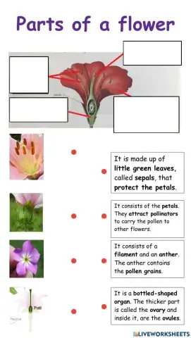 Parts of a flower