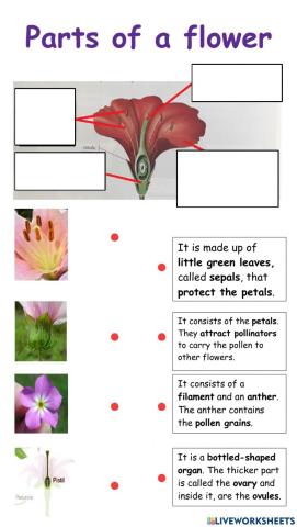 Parts of a flower
