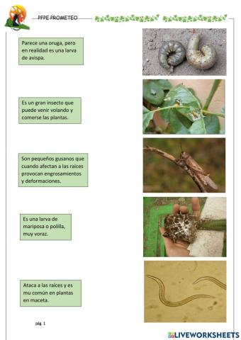 Identificar plagas 1