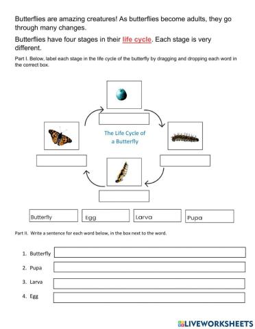 Life Cycle of a Butterfly