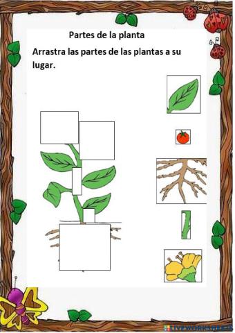 Partes de la planta