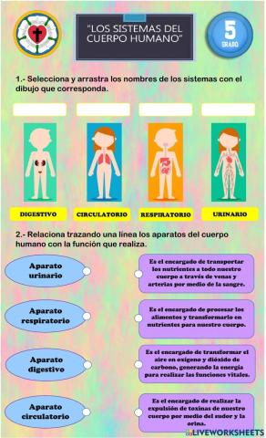 Sistemas del cuerpo humano