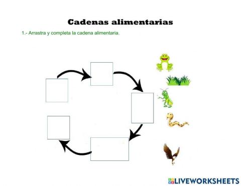 Cadena alimentaria