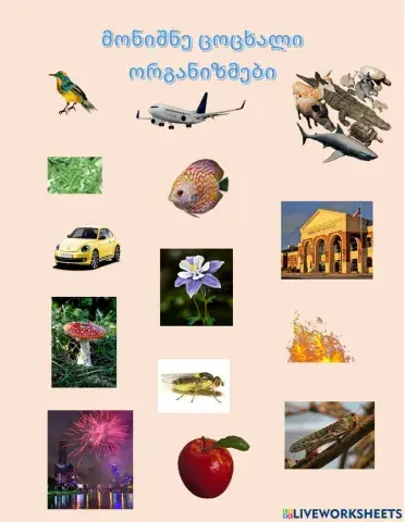 Ცოცხალი სამყარო