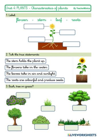 Characteristics of plants