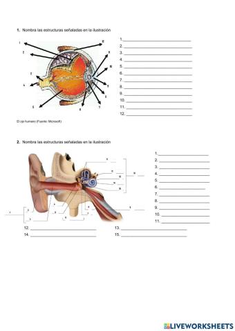 Receptores y efectores. Estímulos y respuestas