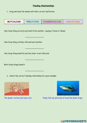 Feeding relationships