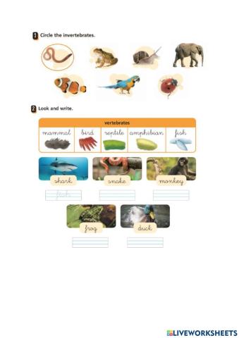 Invertebrates and Vertebrates