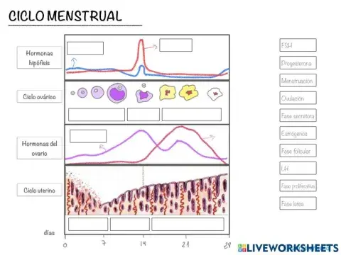 Ciclo menstrual