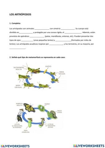 Invertebrados artrópodos