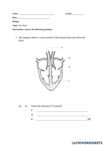 The Heart Worksheet