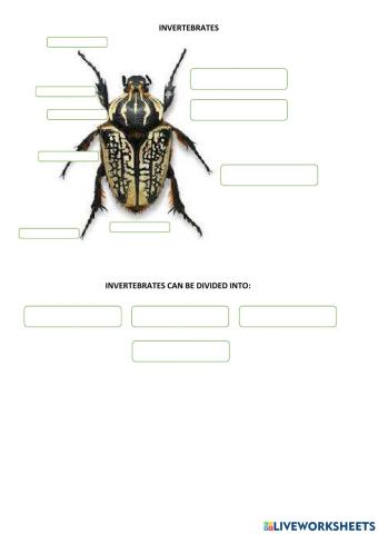 Invertebrates