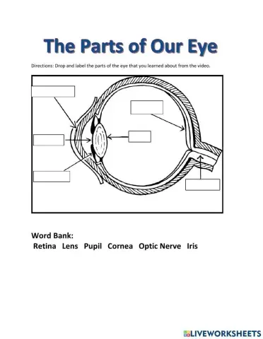 The Parts of Our Eye