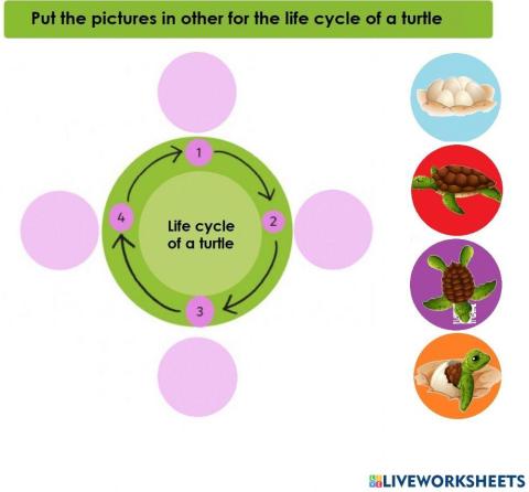 Life Cycle of turtle