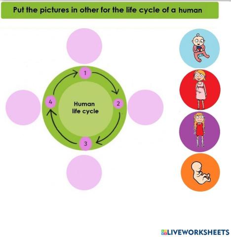 Life Cycle of human