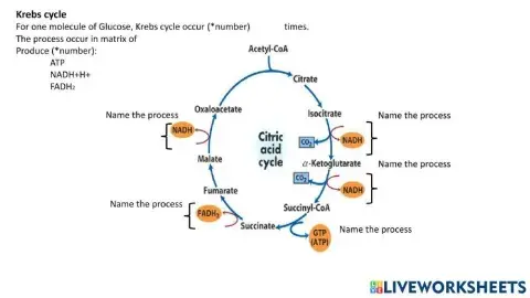 Krebs cycle
