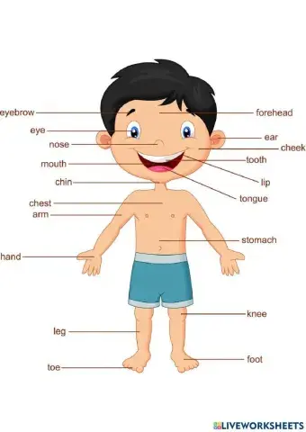Body parts spanish