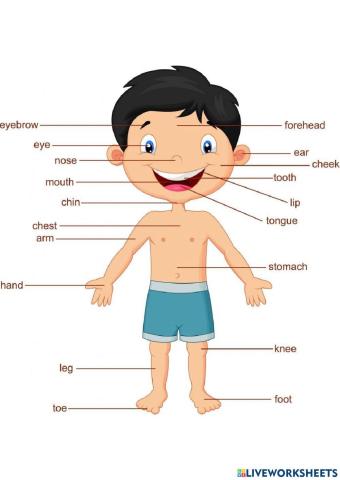 Body parts spanish