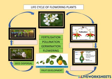 Life cycle of flowering plants (i)