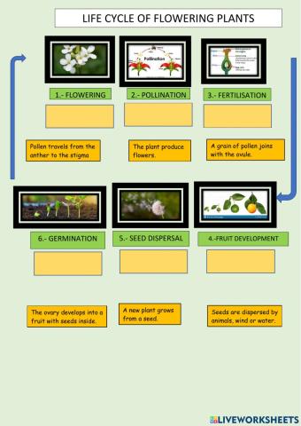 Life cycle of flowering plants (II)