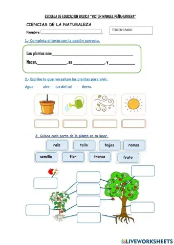 Partes de las Plantas