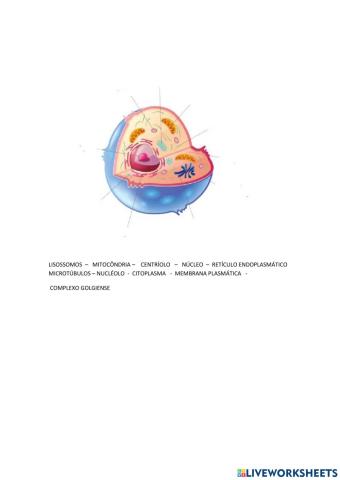 Organelas citoplasmáticas