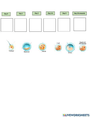 Development of the Zygote