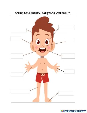 Părțile corpului - BĂIAT