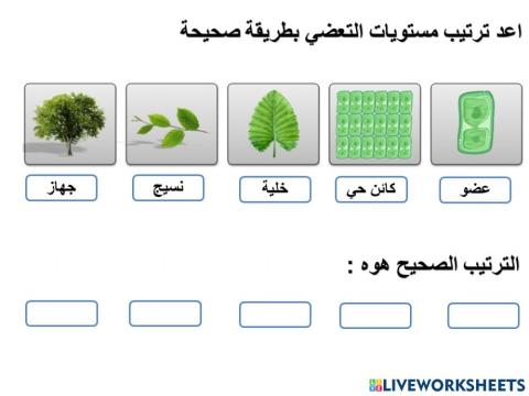 مستويات التعضي