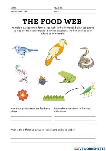 Food web